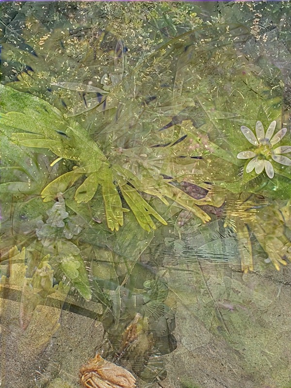 A dense, layered photograph in greens and ochres: fern-like leaves, grass stems, a small white star-shaped flower on the right and a dried brown flower head at the bottom, blended so that sharp details from different photographs sit side by side.
